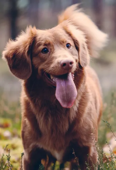 Brown dog standing in fall leaves with tongue out